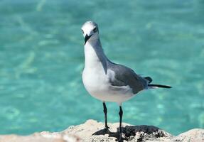 directo Mira dentro el cara de un riendo gaviota foto