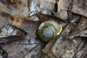 espiral caracol cáscara en un pila de muerto hojas foto