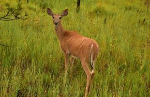 Doe Looking Back Over Her Shoulder in a Meadow photo