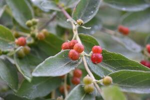 Cluster of Berries Ripening on a Bush photo