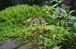 Looking into the Face of a Posing Frog photo