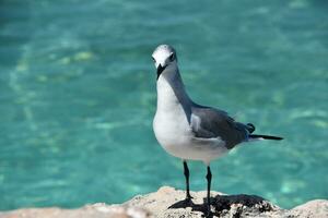 blanco y gris riendo gaviota pájaro en costa foto