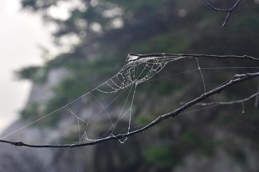Stunning Network of Webs in Branches in a Tree photo