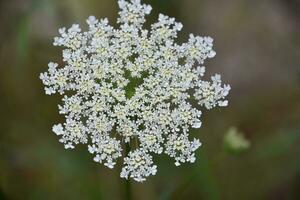 Tiny White Lacey Wildflowers Blooming and Flowering photo