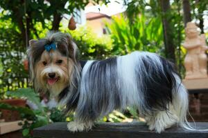 yorkshire terrier dog in garden photo