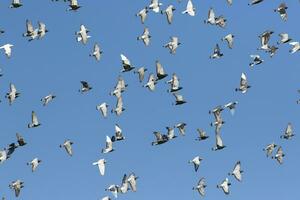 bandada de palomas de carreras de velocidad volando contra el cielo azul claro foto