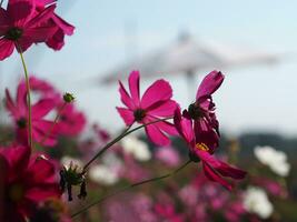 pink color flower, sulfur Cosmos, Mexican Aster flowers are blooming beautifully springtime in the garden, blurred of nature background photo