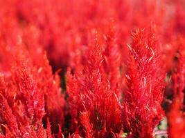 Cocks comb, Foxtail amaranth, red color Celosia argentea AMARANTHACEAE flowers blooming in garden blurred of nature background, Celosia plumose, Plumed Celusia, Wool Flower photo