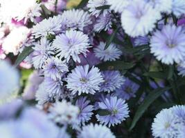 pink and violet cutter flower photo