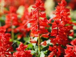 rojo flor floración en jardín foto