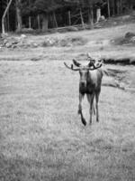 Moose on a green meadow in Scandinavia in black and white. King of the forests in Sweden photo