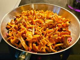 Chanterelle in the pan while preparing in the kitchen. Mushrooms from nature photo