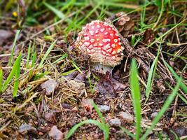 cabra seta en el bosque piso. venenoso seta con rojo gorra y blanco puntos foto