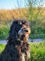 Goldendoodle dog sitting on the meadow. Black doodle with phantom drawing. photo