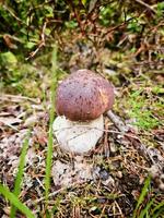 boleto seta en el bosque en el suelo. marrón gorra, blanco tallo de el seta foto