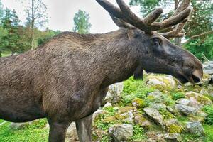 Moose with antlers in Scandinavia. King of the forests in Sweden. Largest mammal photo