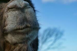 Camel Snout. Funny animal photo of a large mammal. Soft brown snout of the animal