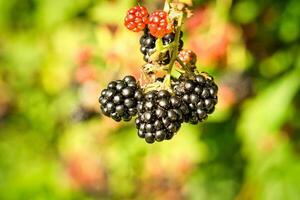 Blackberry on the branch. Ripe fruit. Vitamin rich fruit. Close up of food photo