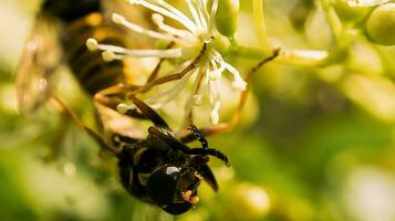 Honey bee on a flower collecting nectar. Macro shot in summer sunshine photo