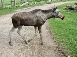 Moose on a path in Scandinavia. King of the forests in Sweden. Largest mammal in Europe photo