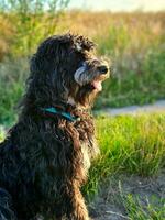 Goldendoodle dog sitting on the meadow. Black doodle with phantom drawing. photo