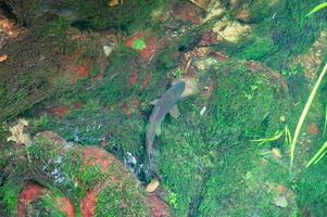 Trout swimming in the river with underwater plants. Freshwater fish in its natural photo