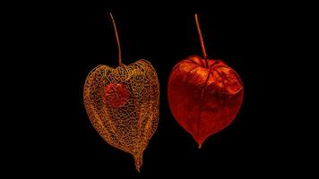 Old and new. Physalis fruits side by side with black background. Orange fruit photo