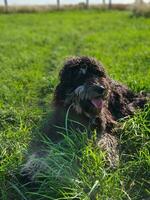 Goldendoodle dog lying on the meadow. Black doodle with phantom drawing. Lovely photo