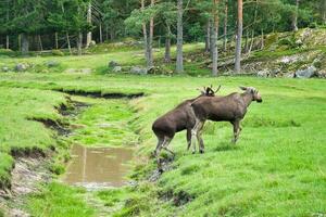 alce en el abandone en un verde prado en Escandinavia. Rey de el bosques en Suecia foto