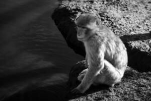 babuino sentado por agua. genial mono en naturaleza. marrón blanco pelo. inteligente mamífero foto