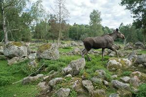 Moose in Scandinavia in the forest between trees and stones. King of the forests photo