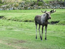 A moose on a green meadow in Scandinavia. King of the forests in Sweden. Mammal photo