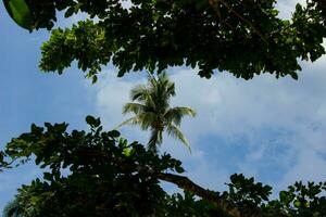 Palm tree Philippines photo