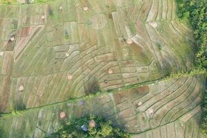 Aerial view of a rice field. Philippines photo