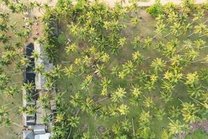 conjunto de palma arboles cerca el playa foto