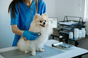 Pomeranian dog getting injection with vaccine during appointment photo