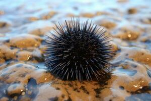 Close up of sea urchin on stones in water. Sea life. AI Generation photo