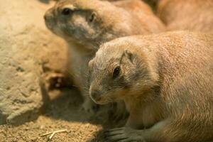 Black tailed Prairie Dog photo