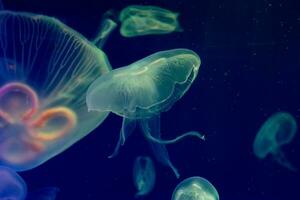 Baby Jellyfish in the ocean photo