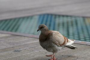 Pigeon on wooden background photo