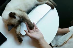 mujer trabajando desde hogar con gato. gato dormido en el ordenador portátil teclado. asistente gato trabajando a ordenador portátil foto