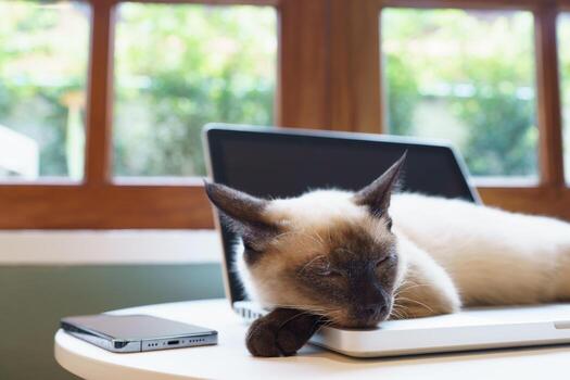 gato en ordenador portátil trabajando desde hogar con gato. gato dormido en ordenador portátil teclado asistente gato trabajando a ordenador portátil. foto