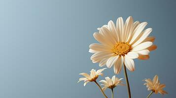 Daisy flowers on minimalist light background, AI Generated photo