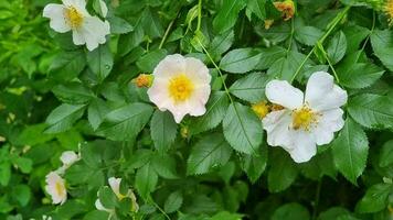 rozenbottel bloesems in de tuin zijn nat na regen. druppels Aan bladeren en bloemen. bestuiving van een bloem door een bij. video