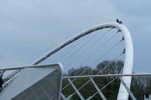 Cute Pigeon at a Park photo