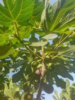 A Branch of a Fig Tree with Unripe Fruits and Green Leaves photo