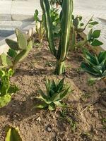 Home garden of Opuntiaricta, Spineless yucca and Euphorbia Eretria photo