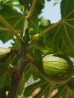 Fig Fruit in the Sun photo