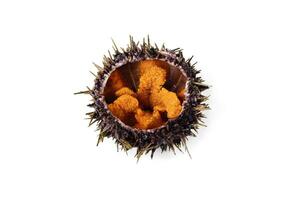 Raw sea urchin, delicacy on white or invisible png background photo