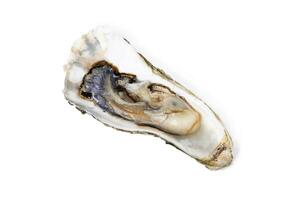 Fresh raw oyster on white or invisible png background top view photo